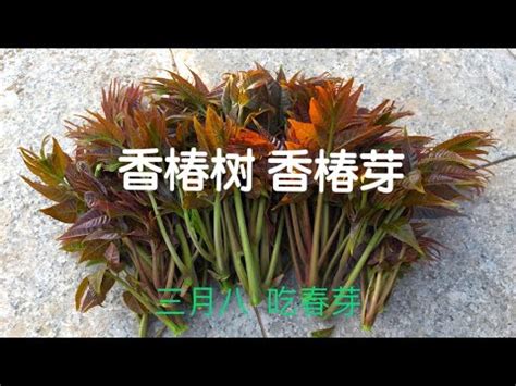 香椿樹能長多高